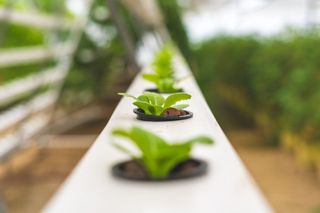 Lettuce Plant using Hydroponics Farming 